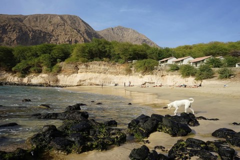 White dog