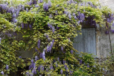 Chinese wisteria (Wisteria sinensis)