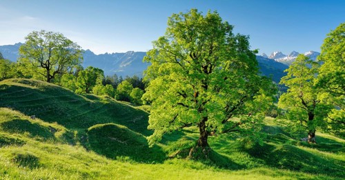 Sycamore maple grove in mountain spring with snow-capped Churfirsten peaks in the background