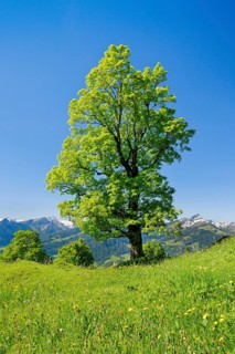 Freestanding sycamore in mountain spring