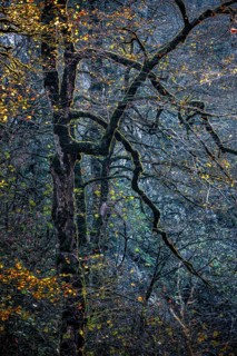 Autumn in Guam gorge