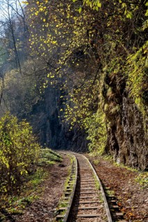 Railroad in a forest
