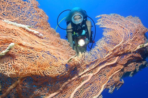 Diver looking at large Giant Sea Fan (Annella mollis)