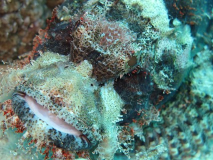 Tassled Scorpionfish (Scorpaenopsis oxycephala)