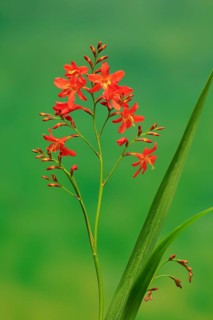 Montbretia (Crocosmia x crocosmiiflora)