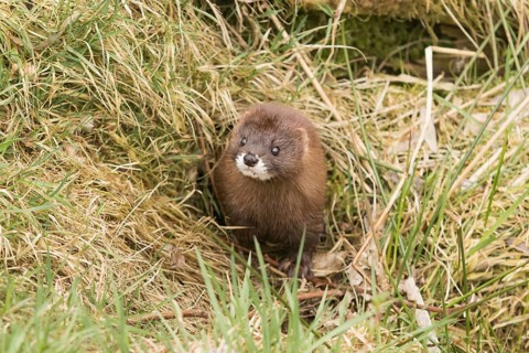 European mink (Mustela lutreola)