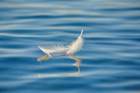 Close-up of a floating swan feather on blue water