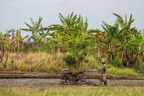 Farmer working in the rice field