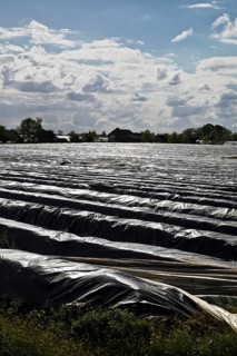 Asparagus fields covered with black plastic for early ripening