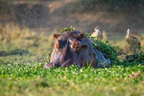 Hippo (Hippopotamus amphibius)