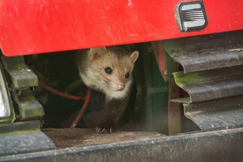 Beech marten (Martes foina)