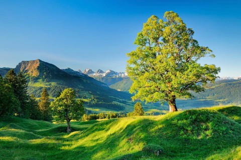 Sycamore maple in front of snow-capped Churfirsten m Mountain spring near Ennetbuehl in Toggenburg
