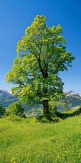 Freestanding sycamore in mountain spring
