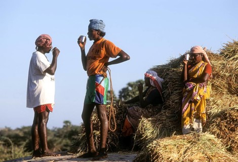 Sipping Tea while Threshing in progress at Karaikudi