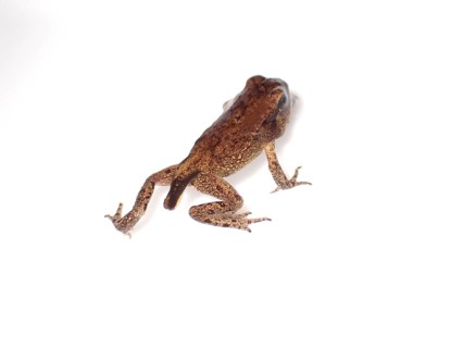 Small Common frog (Rana temporaria)