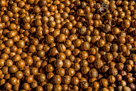 Dried nut fruits of the macadamia tree