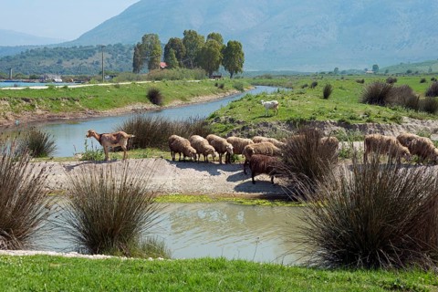 Domestic sheep near Butrint