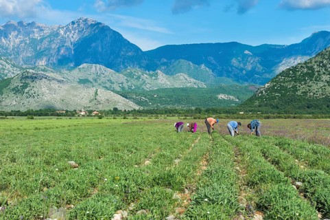 People working in the field