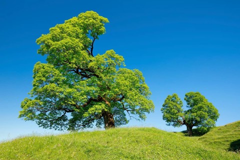 Two gnarled