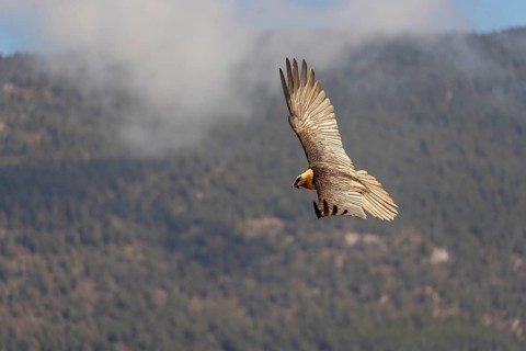 Bearded vulture (Gypaetus barbatus) adult in flight off Bergen