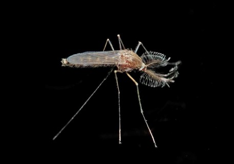 Northern house mosquito (Culex pipiens)