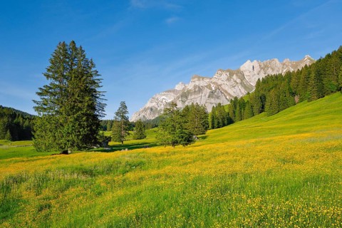 View of Lutertannen towards the Alpstein massif with Saentis in mountain spring