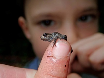 Small Common frog (Rana temporaria)