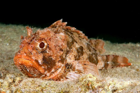 Red scorpionfish (Scorpaena scrofa)