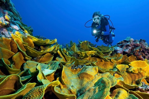 Diver looking at colony of Pagoda corals (Turbinaria mesenterina)