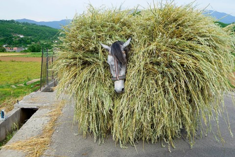 Horse loaded with grain stalks