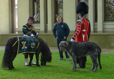 Irish Guards mascot