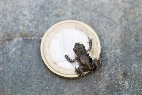 Common toad (Bufo bufo)