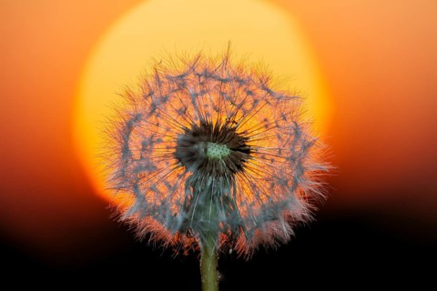 Dandelion at sunset