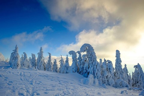 Snow-covered spruces