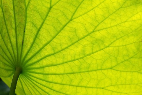 Structure of lotus (Nelumbo) leaf in backlight