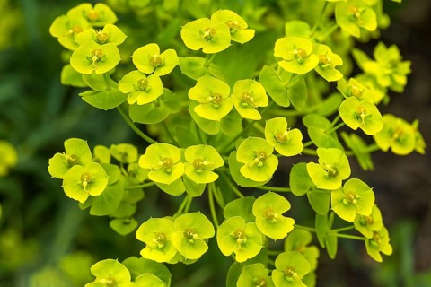 Euphorbia seguieriana (Euphorbia seguieriana)