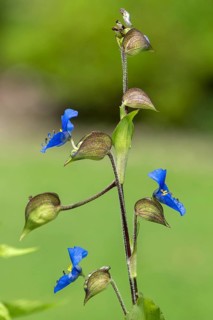 Sky-blue dayflower (Commelina coelestis)