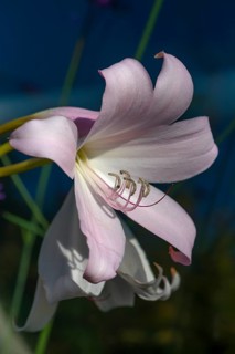 Belladonna lily (Amaryllis belladonna)