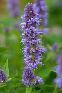 Blue nettle (Agastache rugosa hybrid)