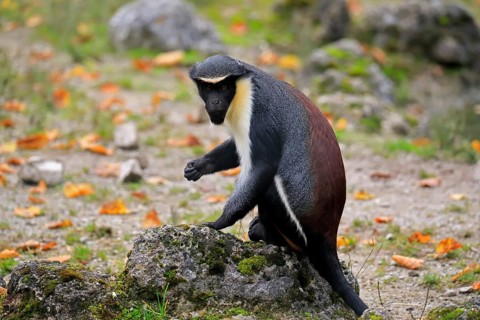 Diana guenon (Cercopithecus diana)