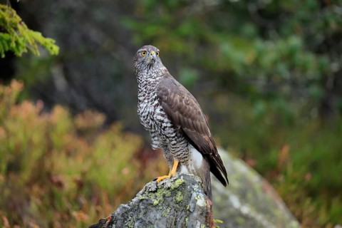 Northern goshawk (Accipiter gentilis)