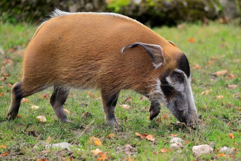 Brush-eared pig (Potamochoerus porcus pictu)
