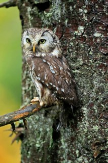 Tengmalm's owl (Aegolius funereus)