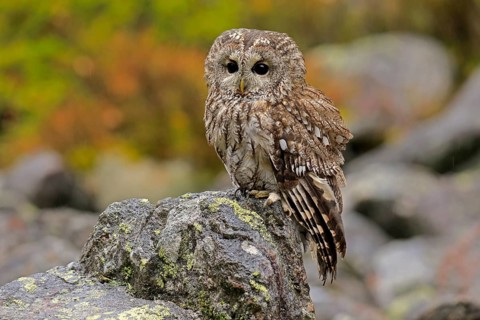 Tawny owl (Strix aluco)