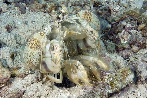 Zebra mantis shrimp (Lysiosquillina maculata) throws stones from its home cave dwelling