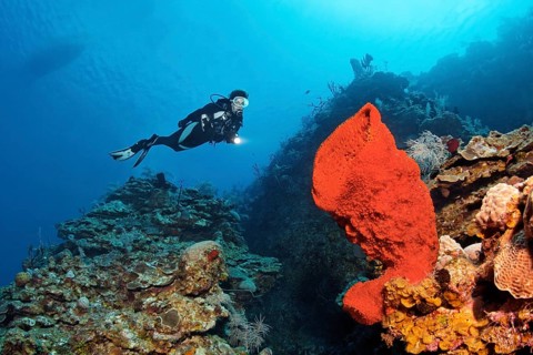 Diver on steep wall with Strawberry vase sponge (Mycale laxissima)