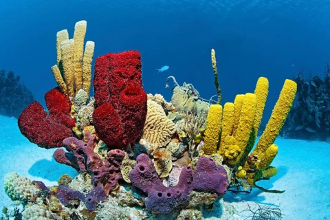 Patch reef on sandy bottom with various coloured Sponge (Porifera) Caribbean Sea near Maria la Gorda