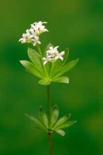 Woodruff (Asperula odorata)