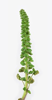 Common Ragweed (Common Ragweed)