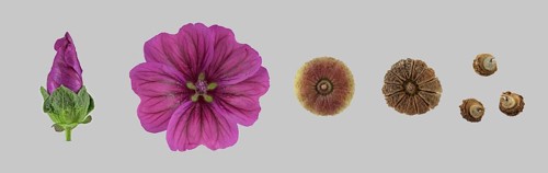 Moroccan wild mallow (Malva sylvestris subsp. subacaulis)